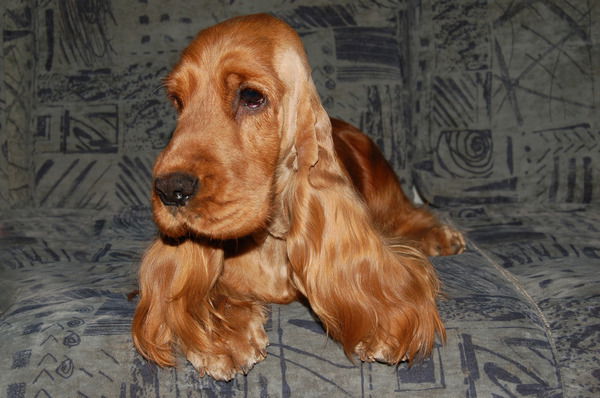 Ирина Барановская