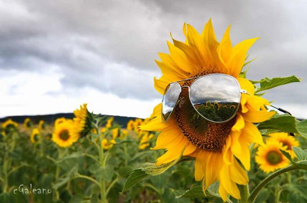 Мариша Маришка