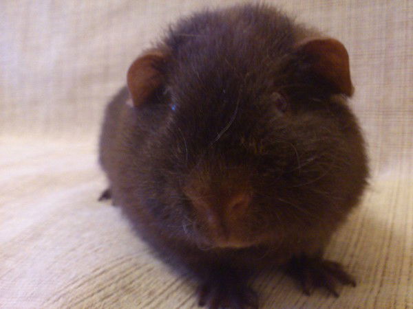 Дмитрий Долгов