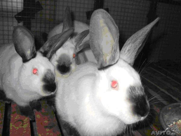 Сп Спк "сибирь-Агро"