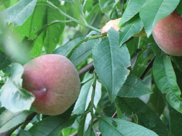 Дмитрий Шахов