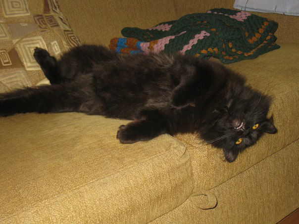 Оля Острова