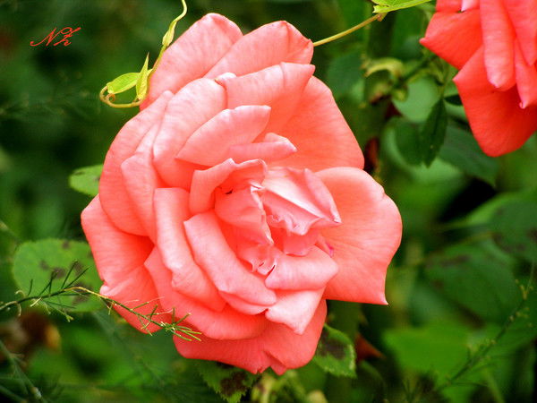 Оксана Полякова