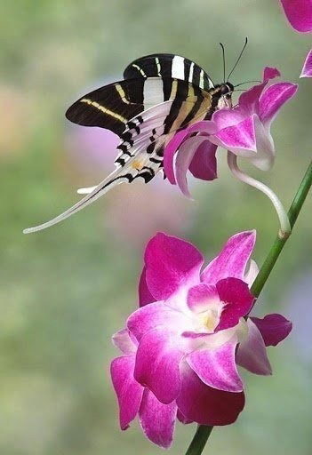 Марина Любимова