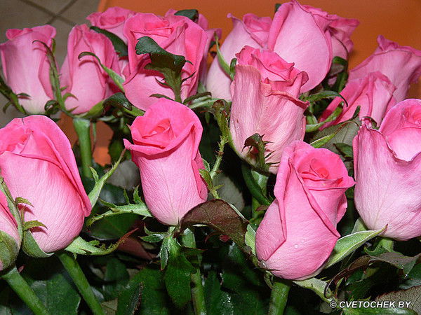 Надюшка Чирьевская