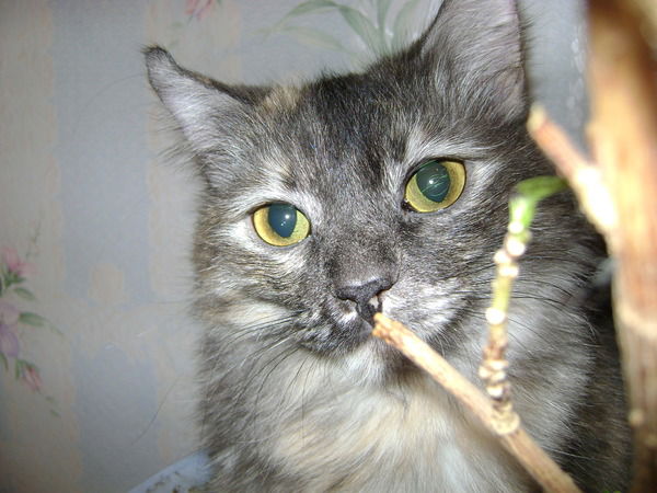 Соня Шевченко