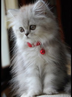 Катя Ракова