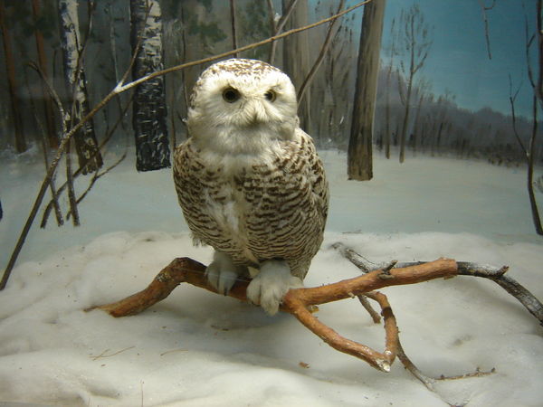 Лариса Козловская