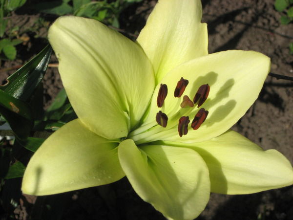 Алёна Майорова