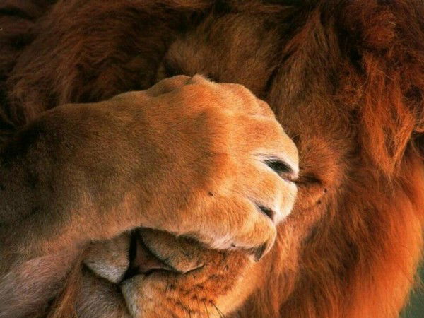 Толеубаев Жанибек