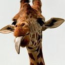 Марк Захарченко