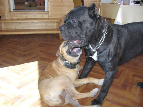 Ольга Артеменко