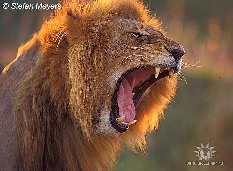 Надежда Ткаченко