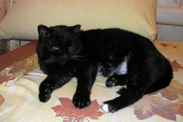 Александр Сараев