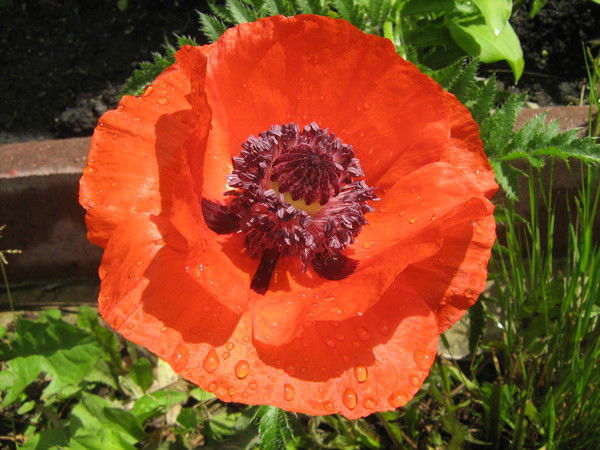 Валентина Кротенко