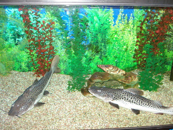 Саулет Адилов