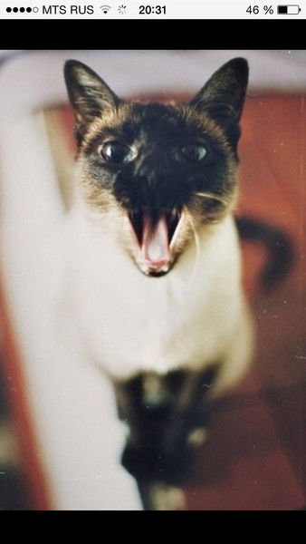 Екатерина Армейцева