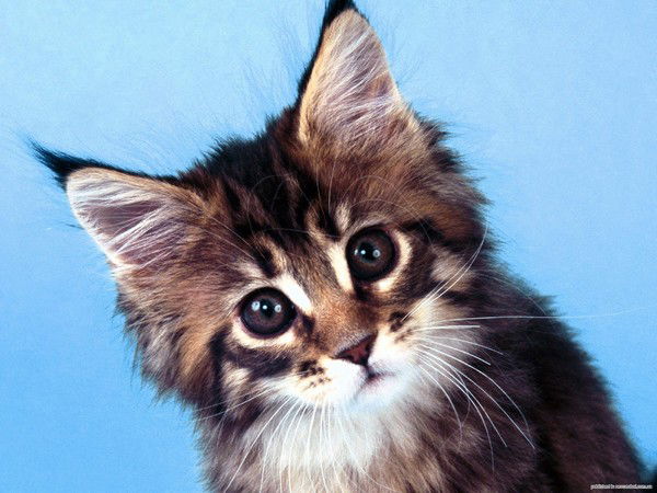 Юрий Коновалов