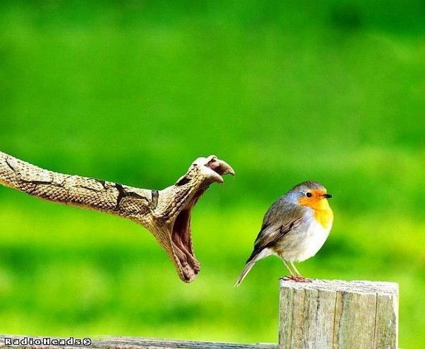 Денис Павлов