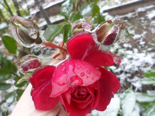 Ольга Соколова-Белова