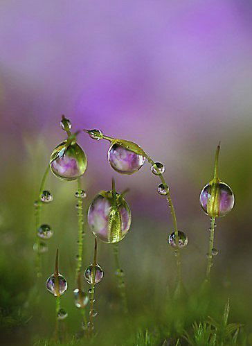 Андрей Педченко