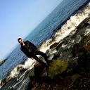 Avenus /
