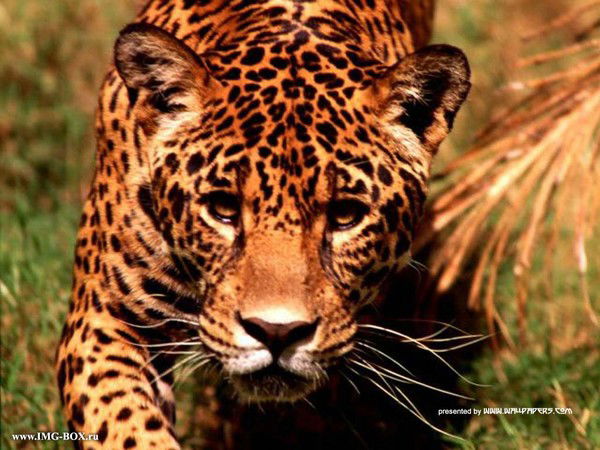 Дмитрий Елизаров