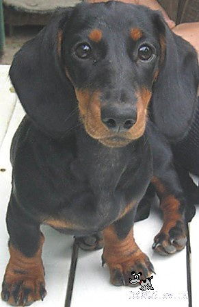 Лика Жилцова