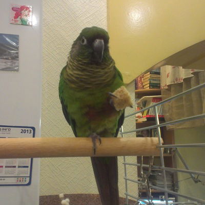 Лола Кондрашова