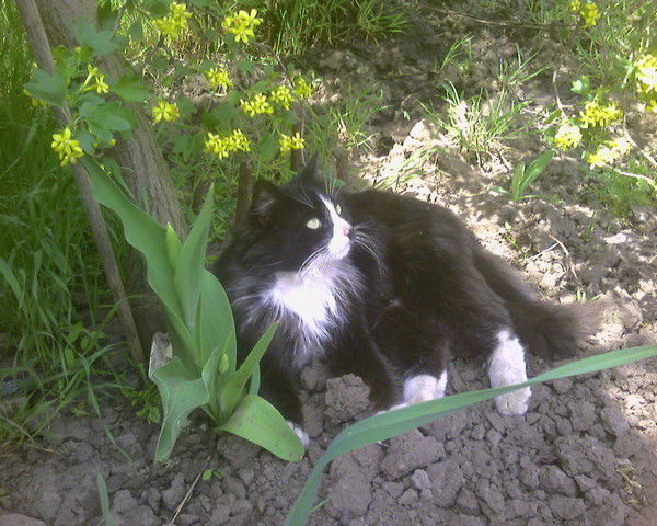 Светлана Селиванова