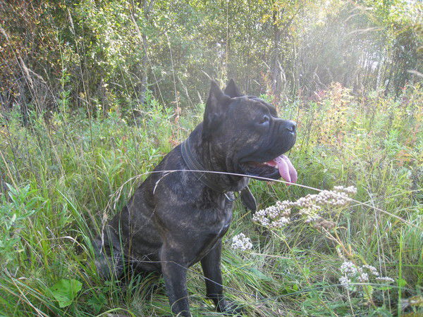 Александр Гецко