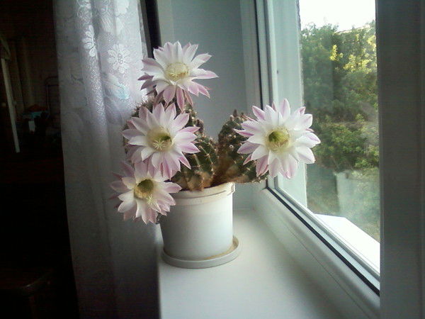 Людмила Черданцева