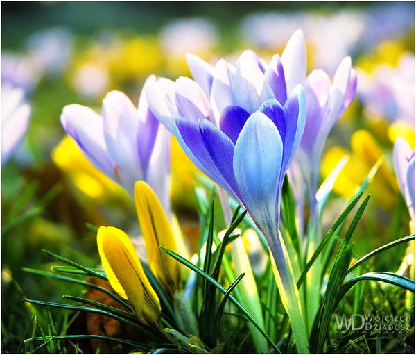 Динара Жумадирова