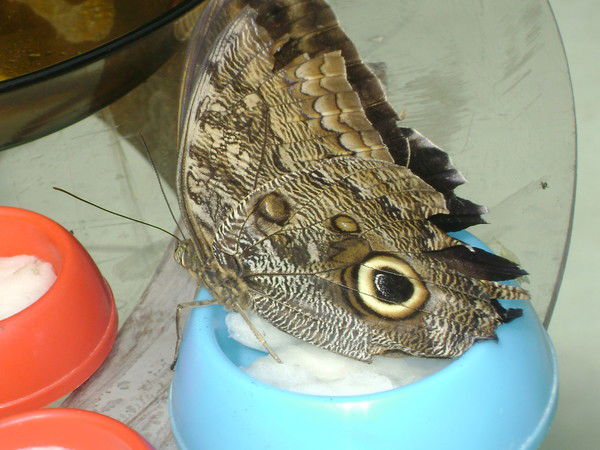 Галина Коновалова