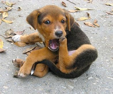 Андрей Черезов