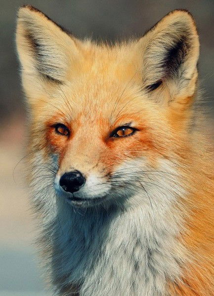 Елена Шимбуева