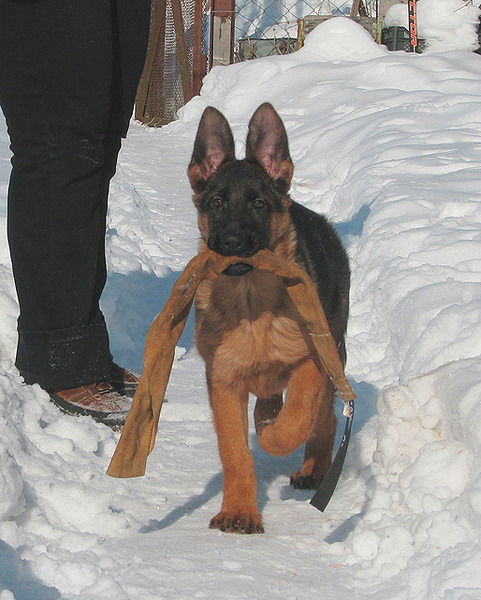 Елена Захарова