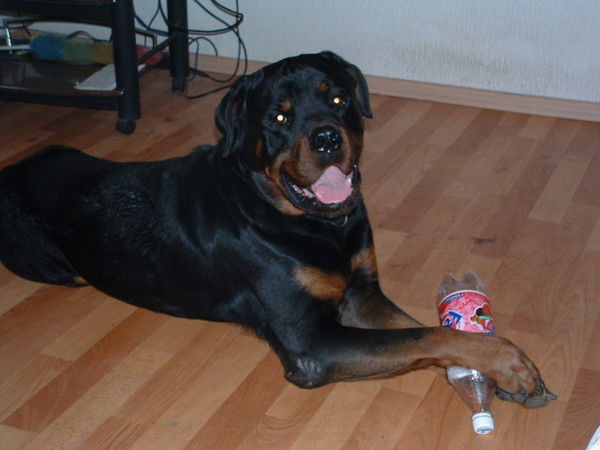 Арчибальд Баджо