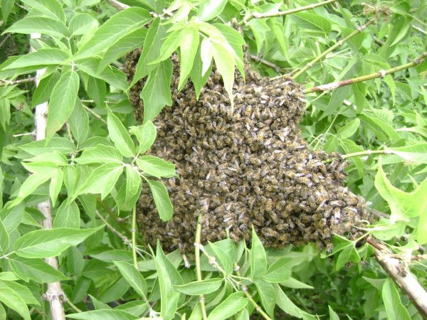 Олег Рябусов