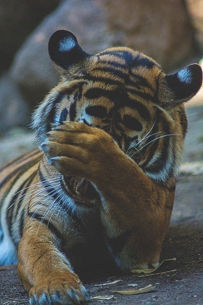 Алёна Короневич