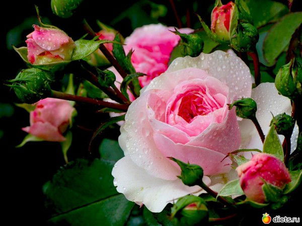 Александра Мурашева