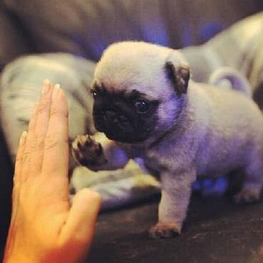 Виктория Санаева