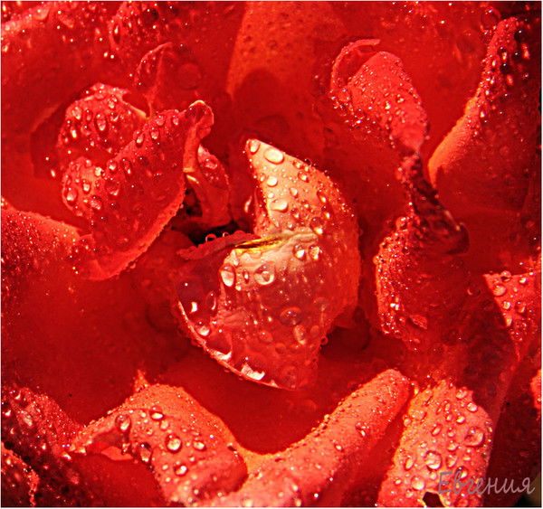 Евгения Владимировна