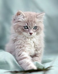 Анастасия Барковская