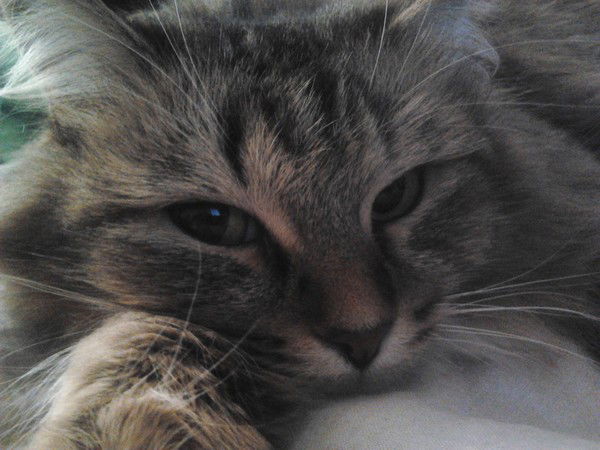 Татьяна Фомина