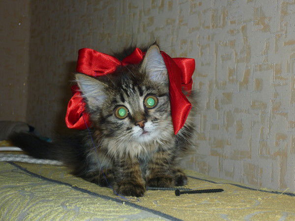 Света Иванова