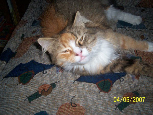 Андрей Тарлавский