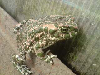 Татьяна Хрыкина