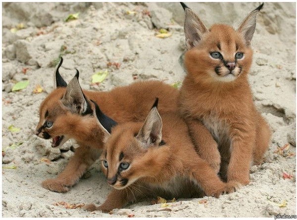 Массаж В Петропавловске