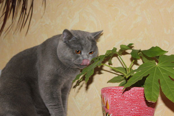 Наталья Шадрина